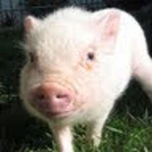 Meet your Posher, Charles